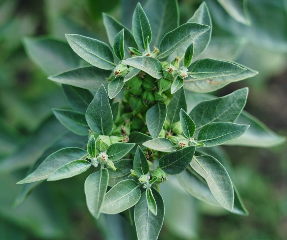 Ashwagandha: How to manage Stress & Anxiety